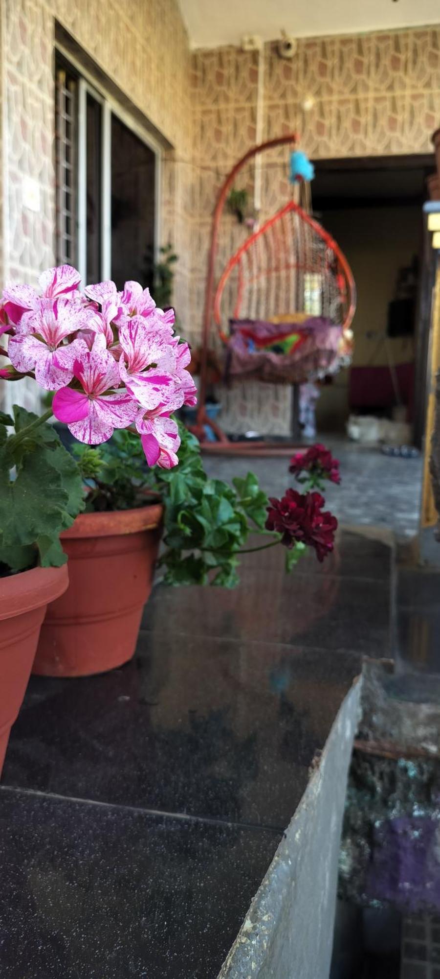 Royal Palm Homestay *