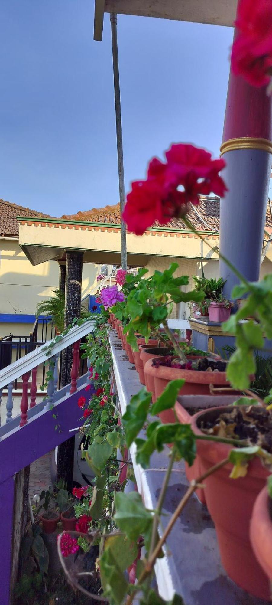 Homestay Royal Palm *