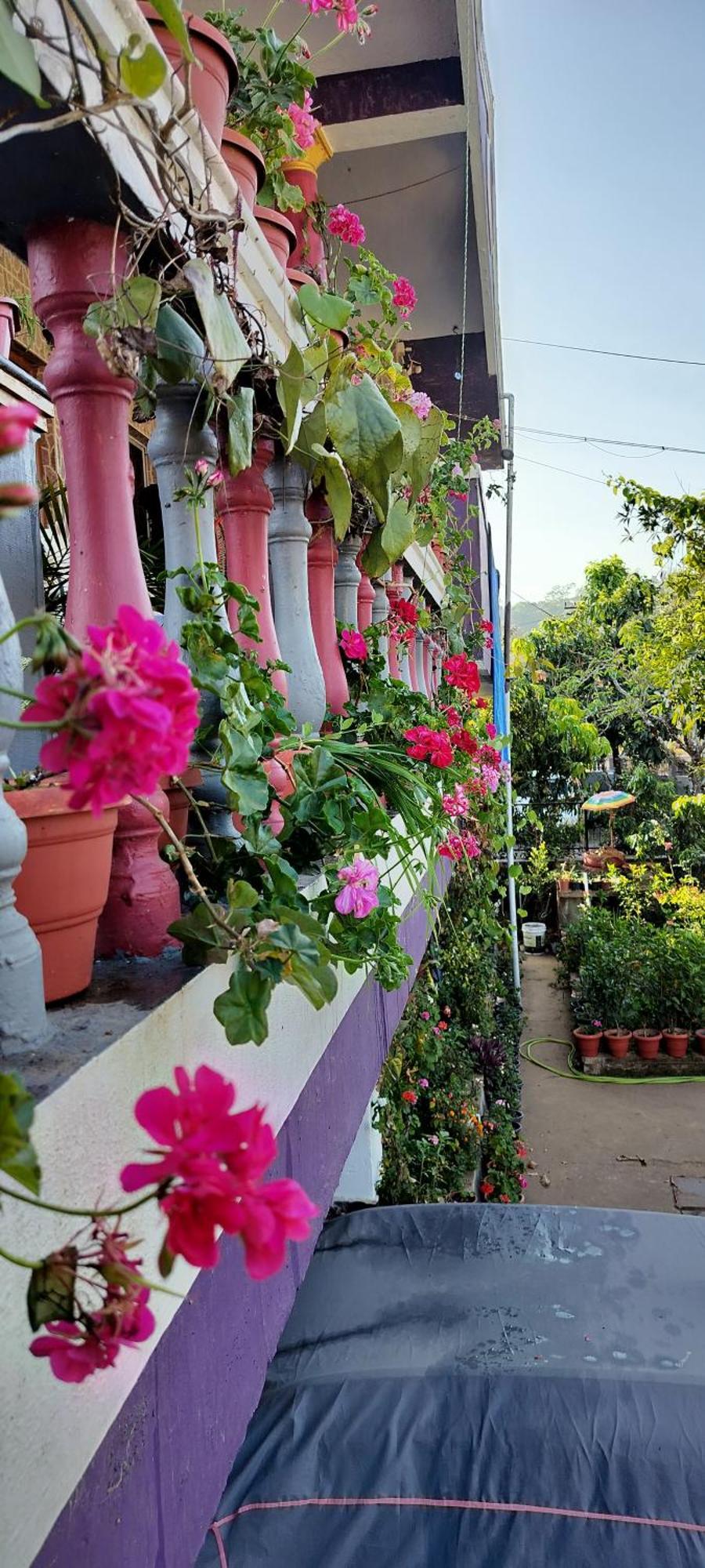 Royal Palm Homestay